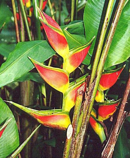 Héliconia